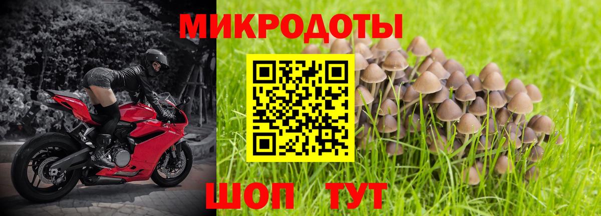 Псилоцибиновые грибы Psilocybe Советская Гавань